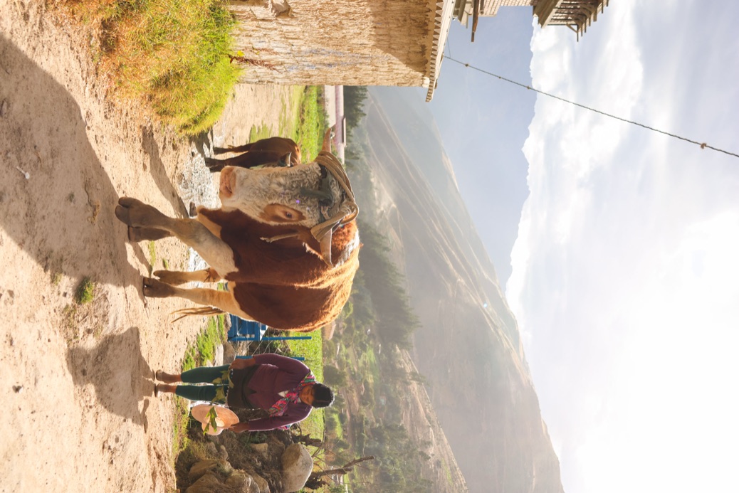 Woman leading a bull down a village road