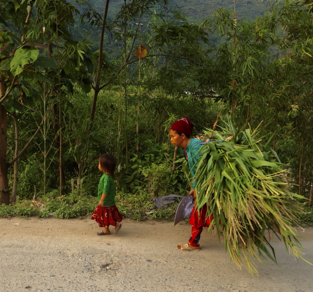 Vietnam — terraced hillside